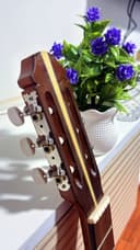 Guitarra Acústica Pino de Nogal con Corte 7